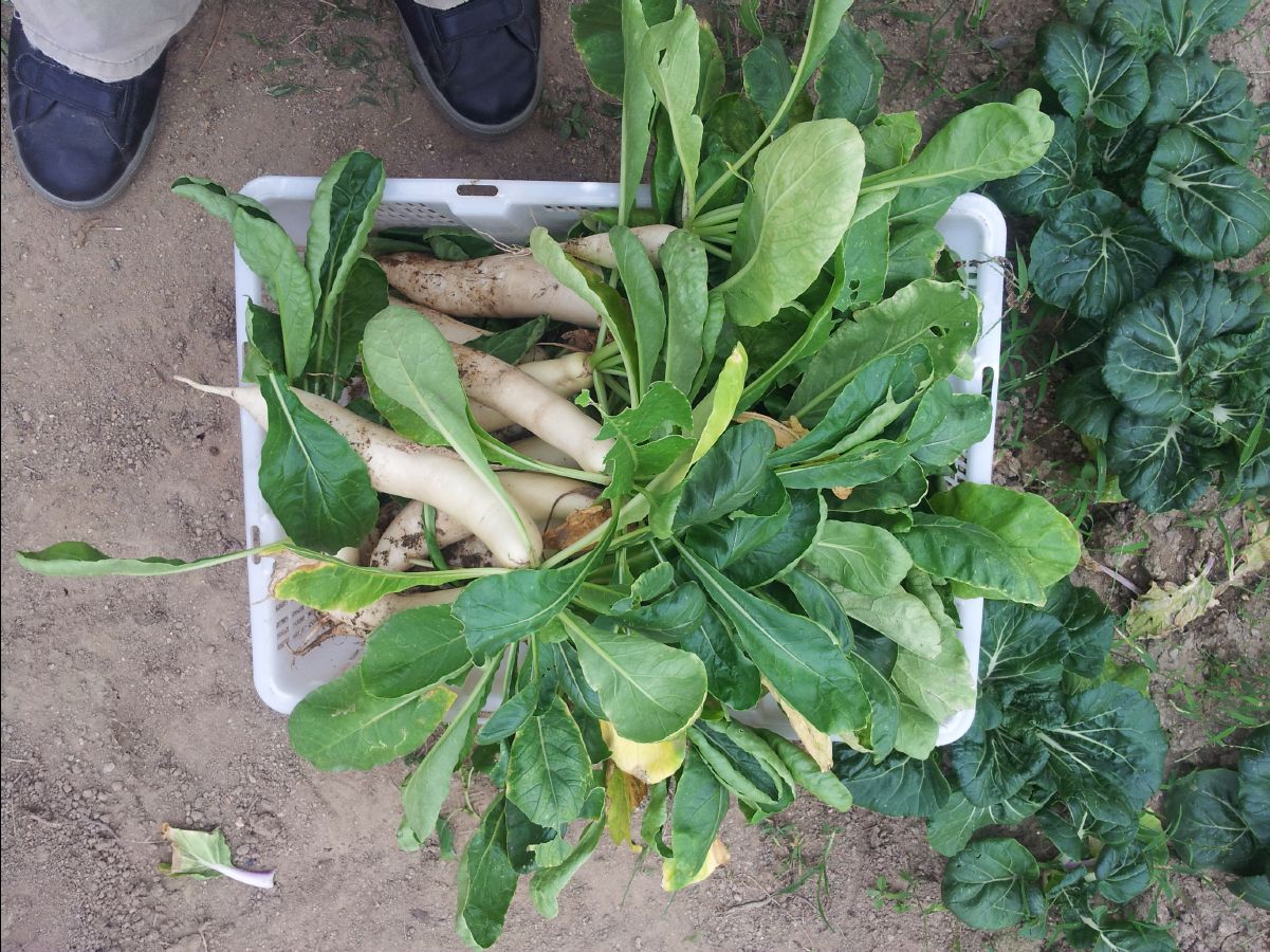 20121028 Organic Farm15